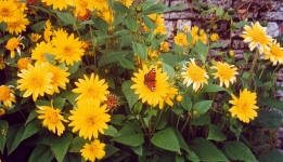 A butterfly in the gardens of Haddon Hall