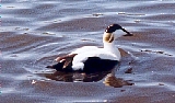 An Eider duck on The Pond, Reykjavik